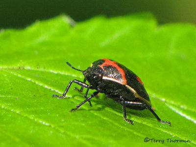 Cosmopepla lintneriana - Wee Harlequin Bug 10a.jpg