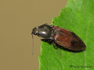 Click Beetles - Elateridae