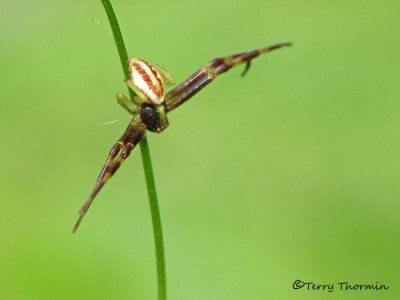 Misumena vatia - Goldenrod Spider male 1a.jpg
