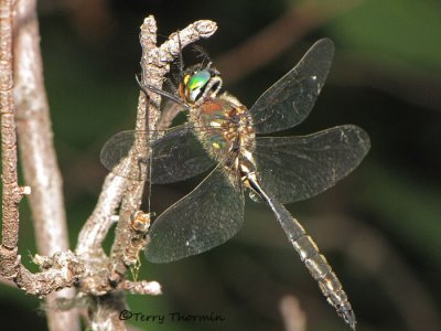 Somatochlora minor - Ocellated Emerald 1a.jpg