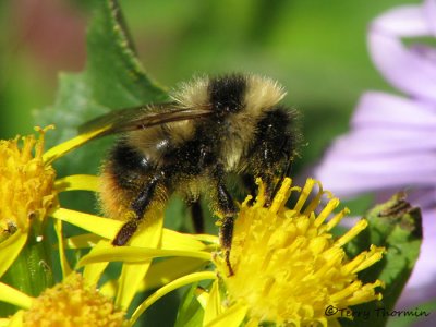 Bombus frigidus - Bumble Bee 2.jpg