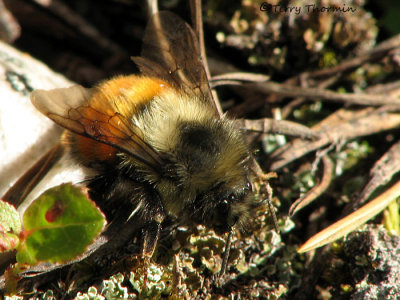 Bombus sylvicola - Bumble Bee 1.jpg