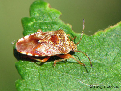 Elasmucha lateralis - Shield Bug 4a.jpg