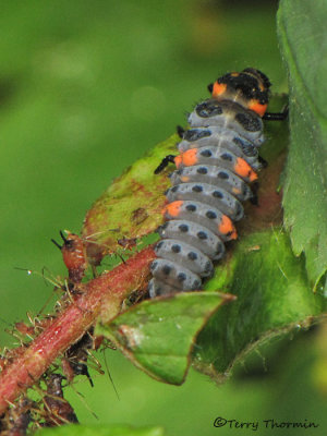 Coccinella septempunctata - Seven-spot Ladybug larva eating aphids A1a.JPG