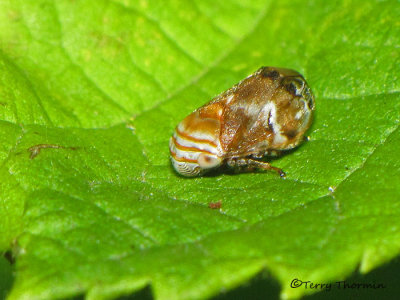 Clastoptera obtusa - Alder Spittlebug 6b.jpg