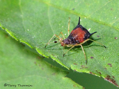 Aphid C3a.jpg