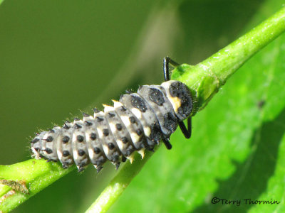 Coccinellidae - Ladybug larva C1a.jpg