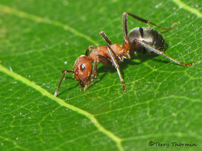 Formica sp. - Wood Ant C1a.jpg