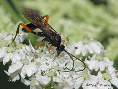 Ichneumonidae - Ichneumon Wasp P1a.jpg