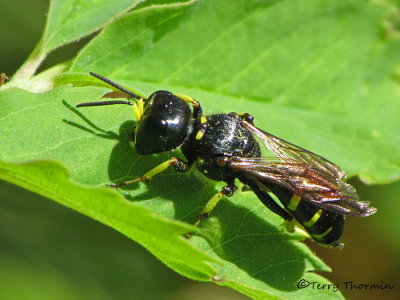 Ectemnius maculosus - Square-headed Wasp female 1a.jpg