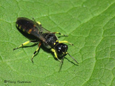 Ectemnius maculosus - Square-headed Wasp male 3.jpg