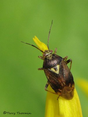 Lygus hesperus - WesternTarnished Plant Bug 1 9a.jpg