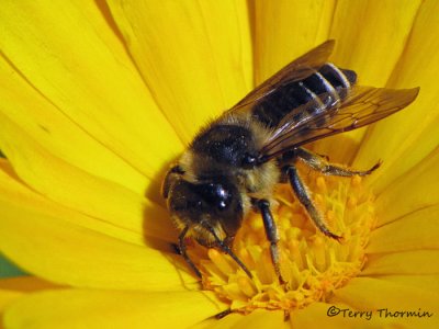 Megachile sp. - Leaf-cutter Bee C1a.JPG