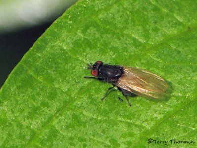 Lauxaniid Flies - Lauxaniidae