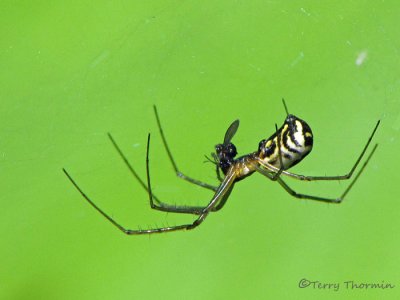 Neriene radiata - Filmy Dome Web Spider 9a.jpg