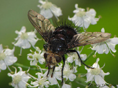 Tachina sp. - Tachinid Fly F1a.jpg