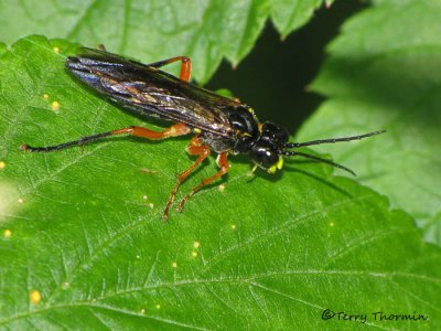 Tenthredinid Sawflies - Tenthredinidae