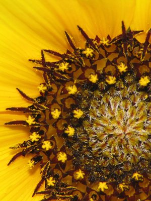 Helianthus sp. - Sunflower A1a.jpg