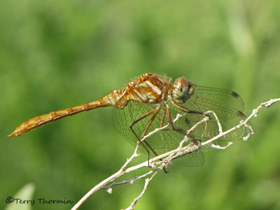 Sympetrum pallipes - Striped Meadowhawk 1a.jpg