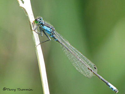 Ischnura damula - Plains Forktail 1a.jpg