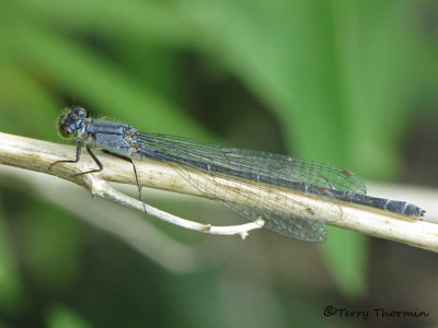 Ischnura damula - Plains Forktail female blue andromorph 1a.jpg