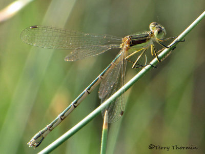 Lestes unguiculatus - Lyre-tipped Spreadwing female 1a.jpg