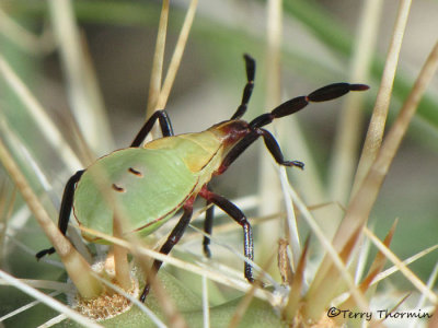 Chelinidea vittiger - Cactus Bug nymph 2.JPG