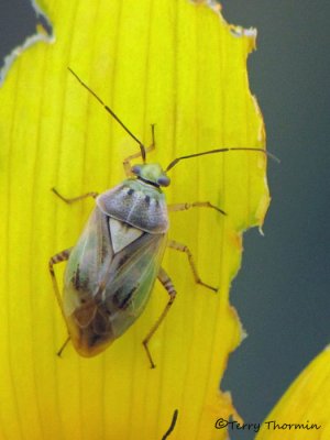 Miridae - Plant Bug D1a.JPG