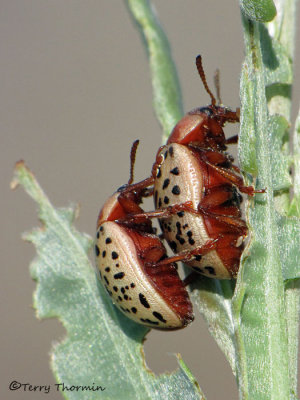 Calligrapha verrucosa - Wart-covered Galligrapha 4a.jpg