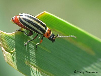 Disonycha pensylvanica - Flea Beetle 1a.jpg