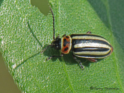 Disonycha pensylvanica - Flea Beetle 2a.jpg