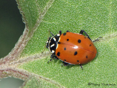 Hippodamia convergens - Convergent Ladybug 1a.jpg
