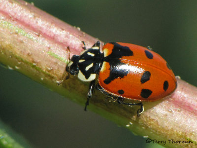 Hippodamia sp. probably quinquesignata - Five-spot Ladybug 1a.jpg