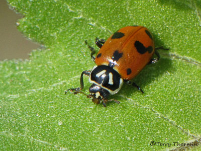Hippodamia sinuata - Sinuate Ladybug 2a.JPG