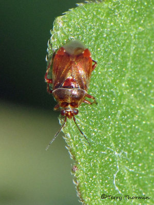 Miridae - Plant Bug H1a.jpg