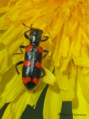 Trichodes nutalli - Checkered Beetle 8a.jpg