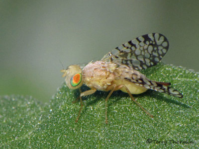 Euaresta aequalis - Fruit fly female 3a.jpg