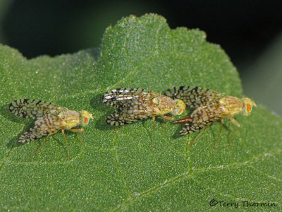 Euaresta aequalis - Fruit flies 4a.jpg