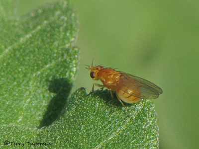 Lauxaniidae - Lauxaniid fly B1a.jpg