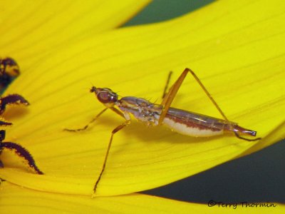 Stilt-legged Flies - Micropezidae