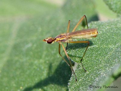 Micropezidae - Stilt-legged Fly B1a.jpg