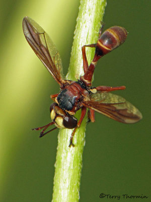 Physocephala sp. - Thick-headed Fly B3a.JPG