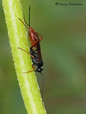 Ichneumonidae - Ichneumon wasp E1a.jpg
