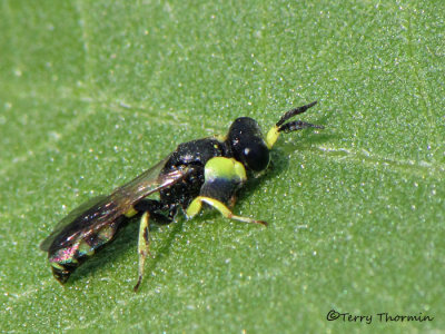 Crabro argusinus - Square-headed Wasp A1a.jpg