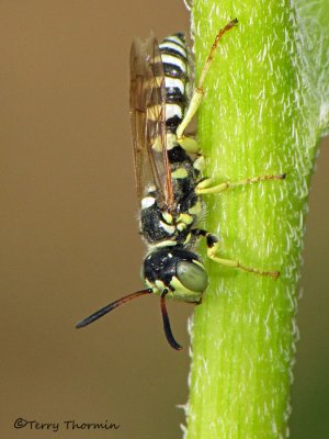Aphilanthops frigidus - Ant Queen Wolf male B3a.JPG
