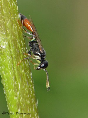 Mellinus abdominalus - Aphid Wasp female A2a.jpg