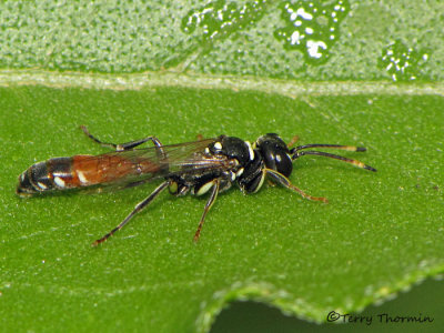 Mellinus abdominalus - Aphid Wasp male A4a.JPG