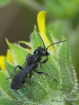Lyroda subita - Crabronine wasp 3a.jpg