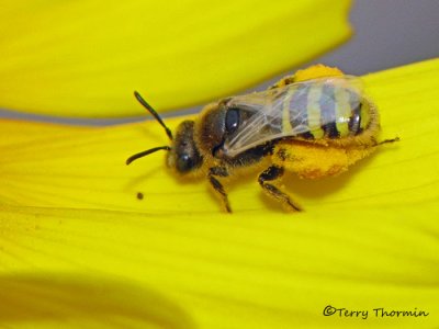 Andrenid Bees - Andrenidae