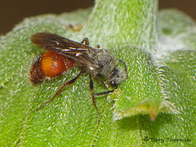 Dasymutilla monticola - Velvet Ant male A1a.jpg